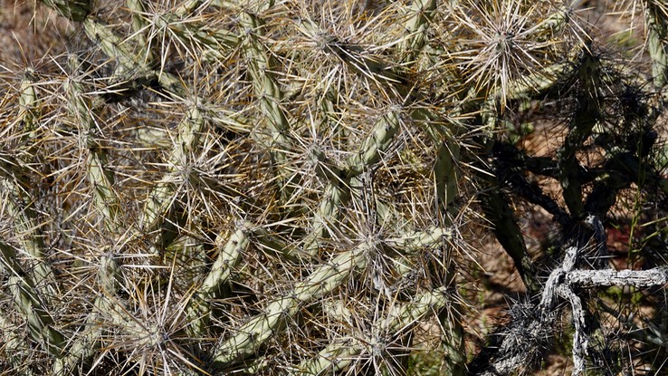 Cylindropuntia molesta a2Near Bahia de los Angeles, Baja California