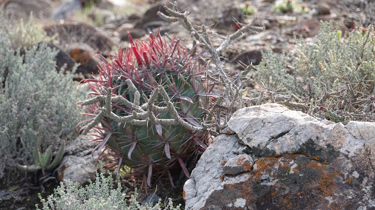 Cylindropuntia ramosissima, Diamond Cholla, Baja California