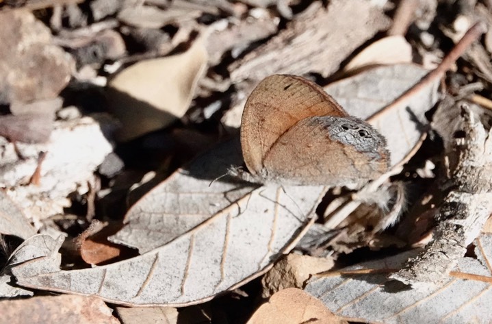 Cyllopsis pertepida Canyonland Satyr south percha