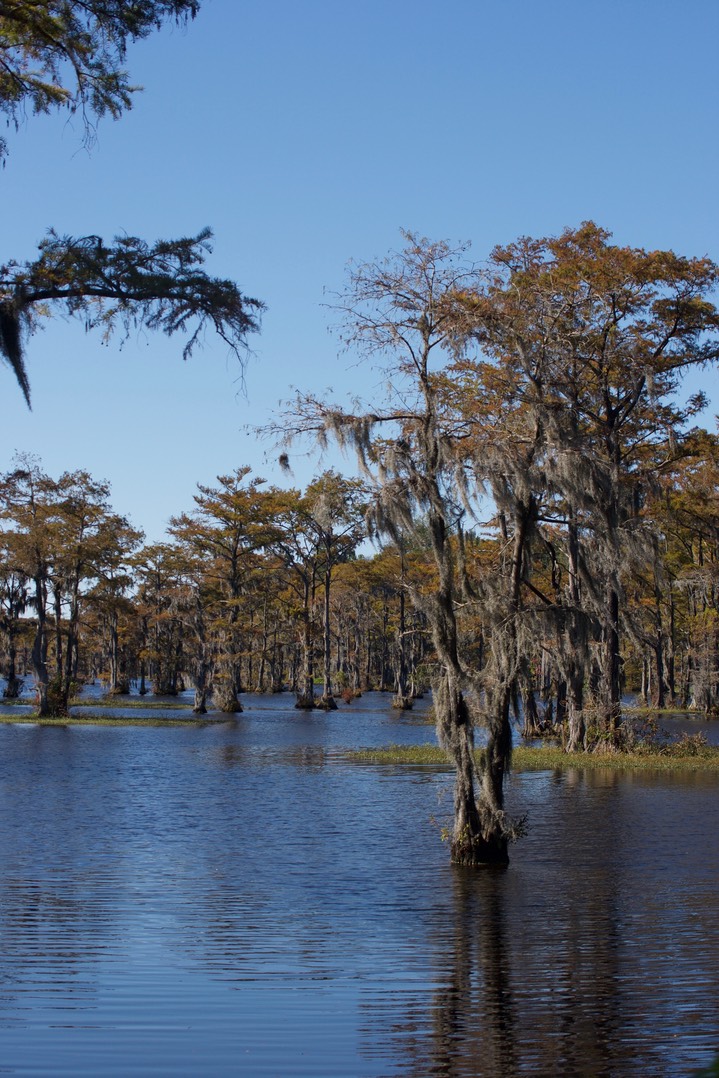 Cypress Swamp SC 3