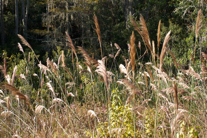 Cypress Swamp SC 4