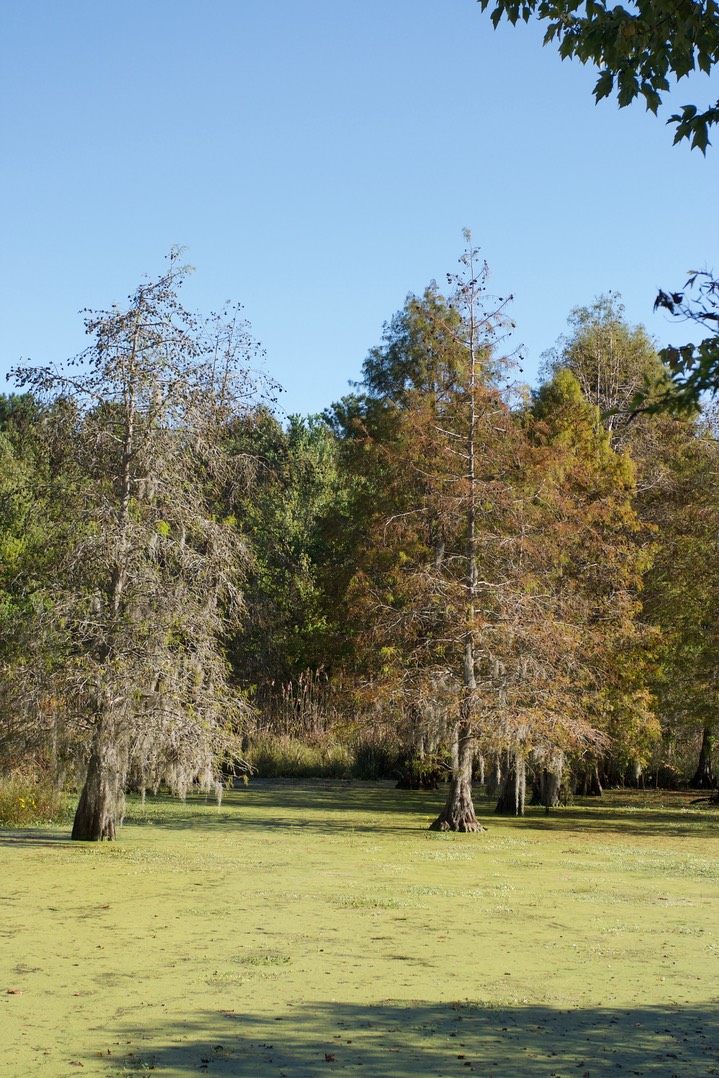 Cypress Swamp SC 6