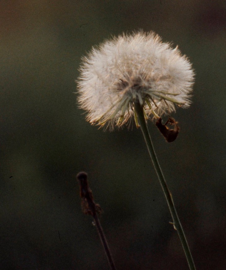 Dandelion194