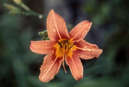 day lily246