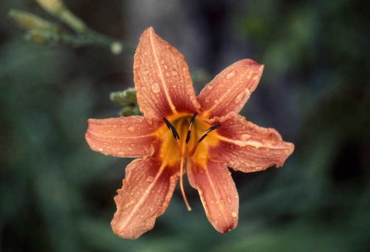 day lily246