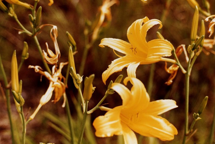 Daylily195