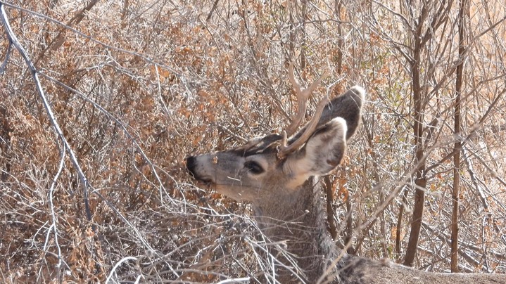 Deer, Mule - NM - 2022 - 1