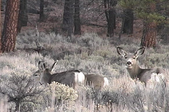 Deer, Mule 5