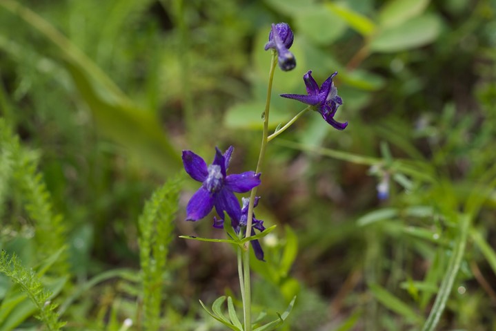 Delphinium nuttallianum, Upland Larkspur 1