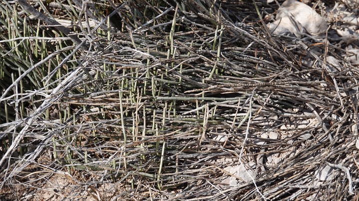 Desert Candle, Euphorbia antisyphyllitica 2 Big Bend National Park, Texas