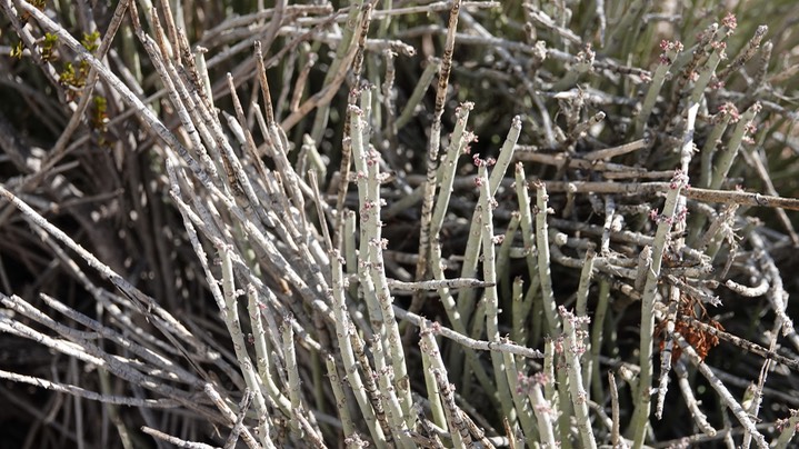 Desert Candle, Euphorbia antisyphyllitica 3 Big Bend National Park, Texas (1)