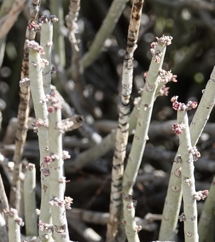 Desert Candle, Euphorbia antisyphyllitica 4 Big Bend National Park, Texas