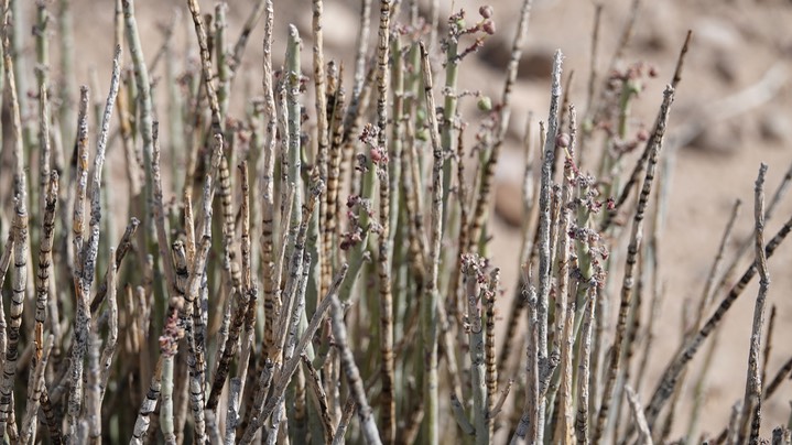 Desert Candle, Euphorbia antisyphyllitica 5 Big Bend National Park, Texas (1)