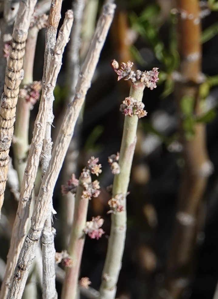 Desert Candle, Euphorbia antisyphyllitica 6 