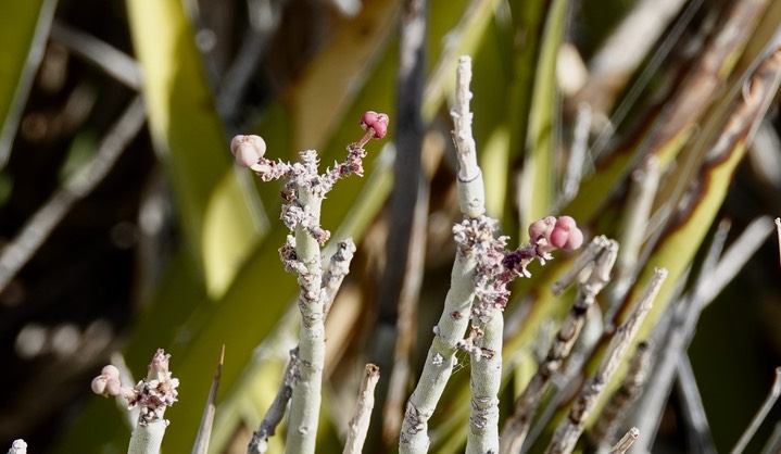 Desert Candle, Euphorbia antisyphyllitica 1 Big Bend National Park, Texas