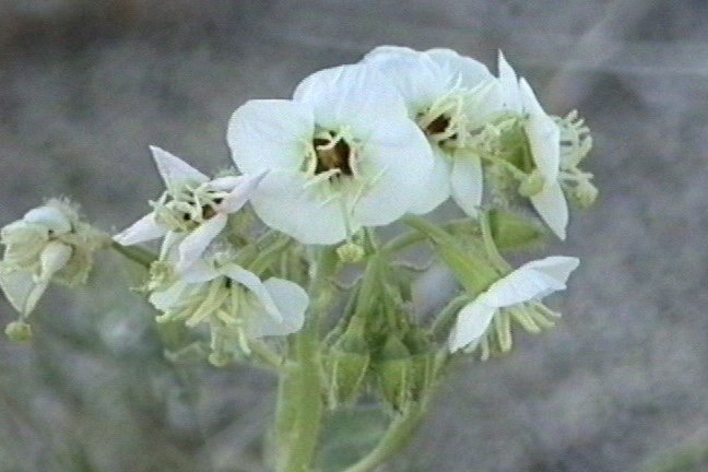 Desert Primrose 1