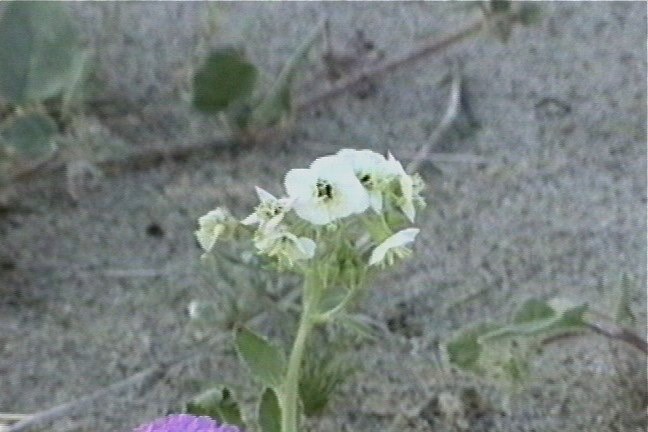 Desert Primrose