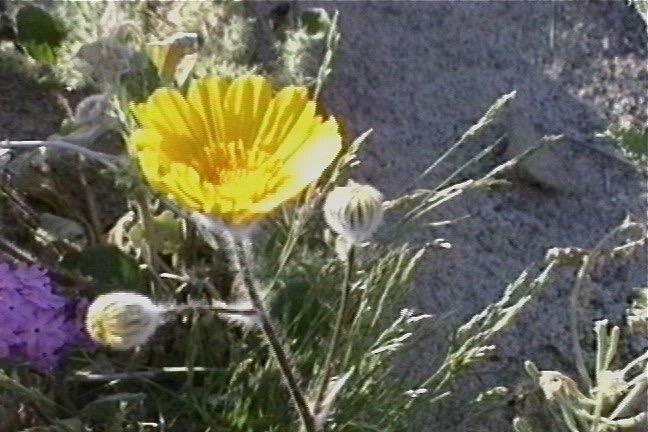 Desert Sunflower 1