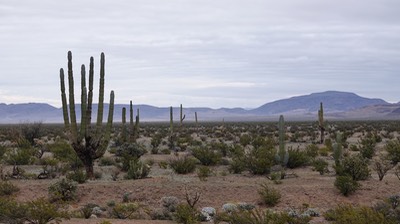 Desert view, Bahia de los Angeles, Baja California