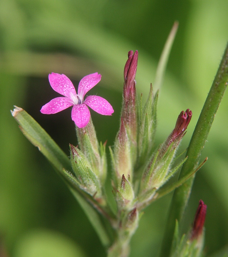 Dianthus_armeria_060805