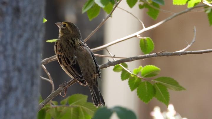 Dickcissel - Hillsboro - Sep 2020 3