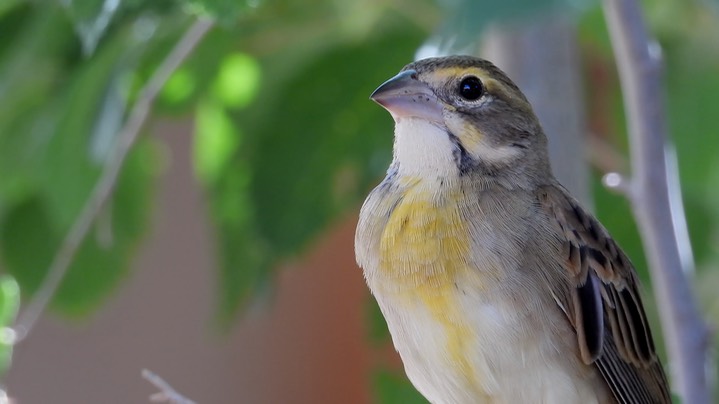 Dickcissel - Hillsboro - Sep 2020 2