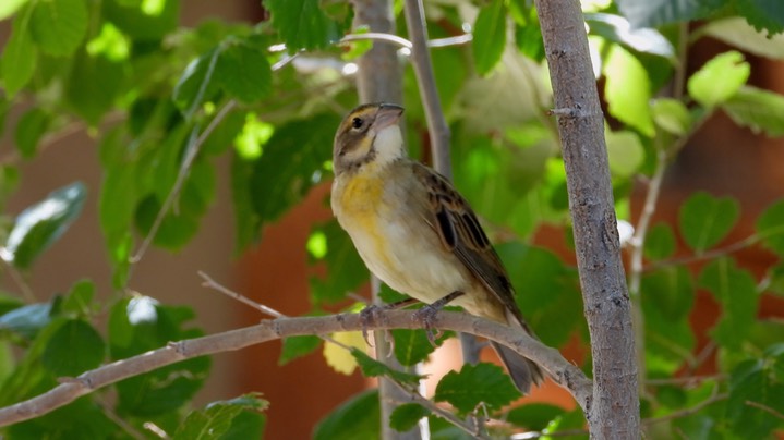 Dickcissel - Hillsboro - Sep 2020 5