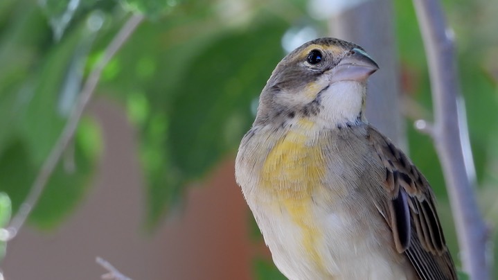 Dickcissel - Hillsboro - Sep 2020 1