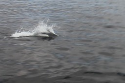 Dolphin, Short-beaked Common 1