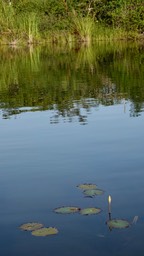 Dotleaf Water-Lily, Nymphaea ampla9