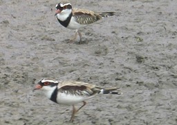 Dotterel, Black-fronted 6