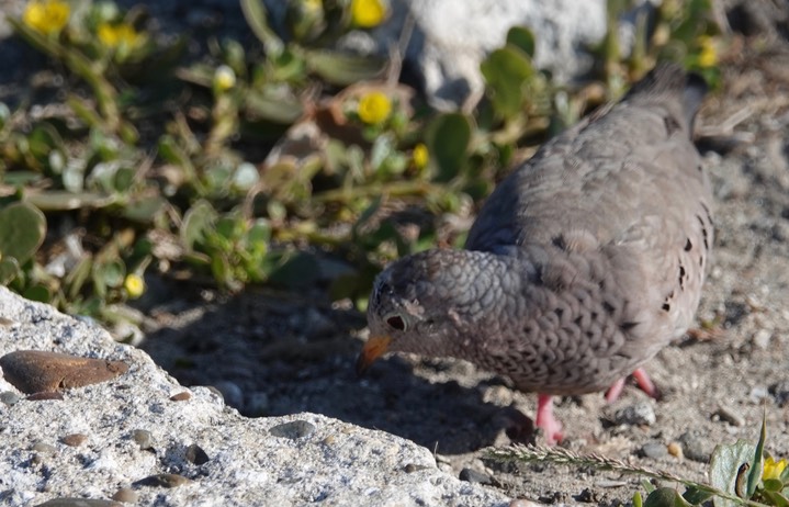 Dove, Common Ground, Columbina passerina    2