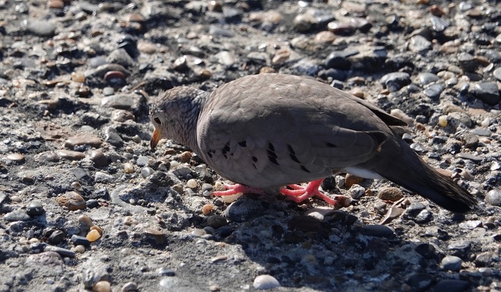 Dove, Common Ground, Columbina passerina    3