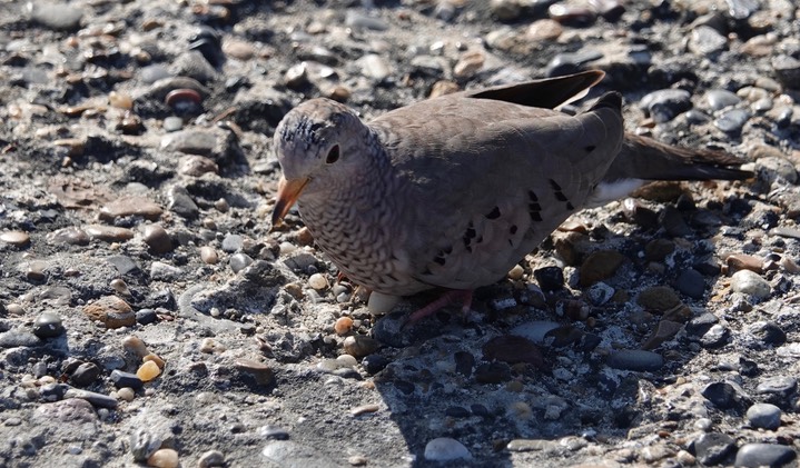 Dove, Common Ground, Columbina passerina    4