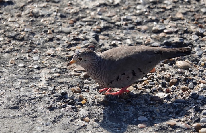 Dove, Common Ground, Columbina passerina    5