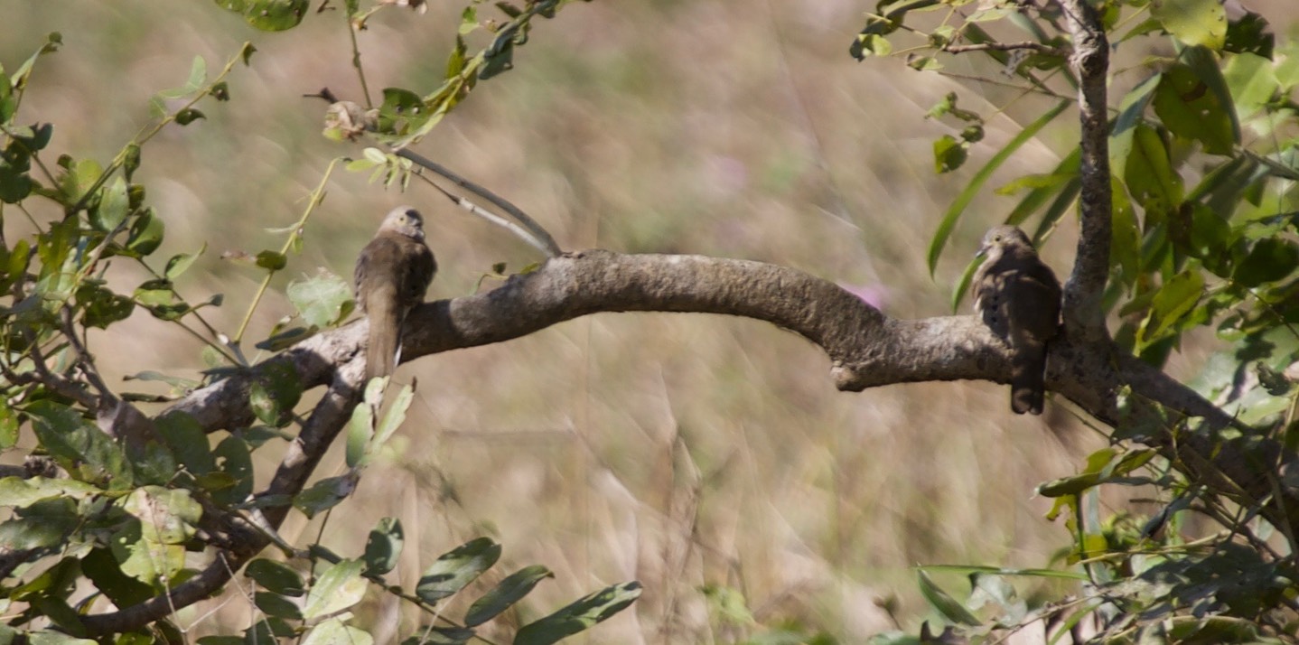 Dove, Long-tailed