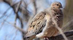 Dove, Mourning Kansas 2022 1