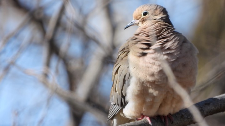 Dove, Mourning Kansas 2022 2