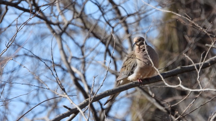 Dove, Mourning Kansas 2022 4