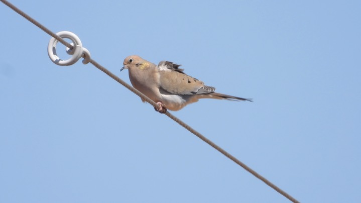 Dove, Mourning Kansas 2022 5