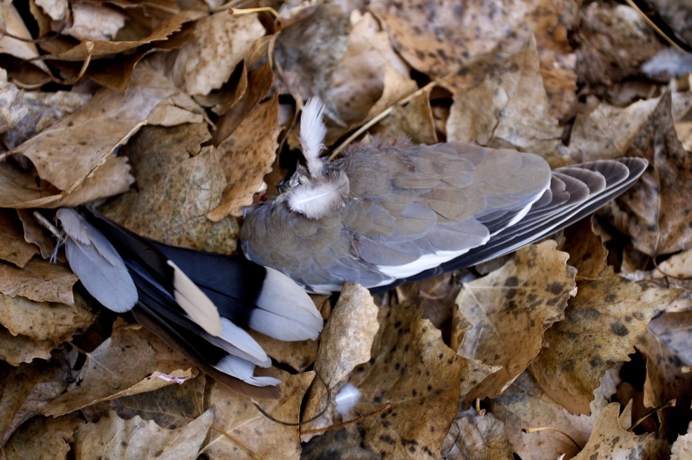 Dove, white-winged death