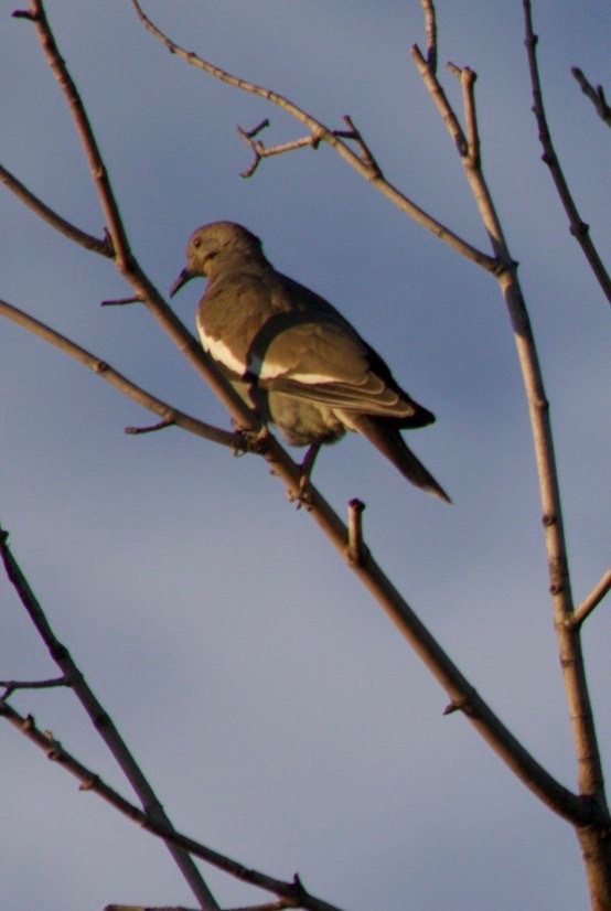 Dove, White-winged1