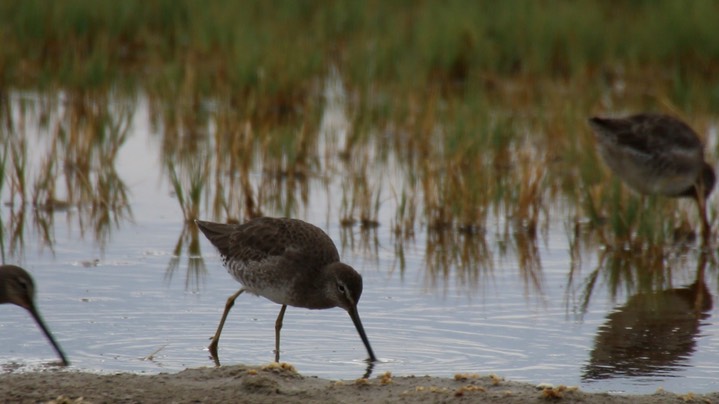 Dowitcher, Long-billed (Oregon)