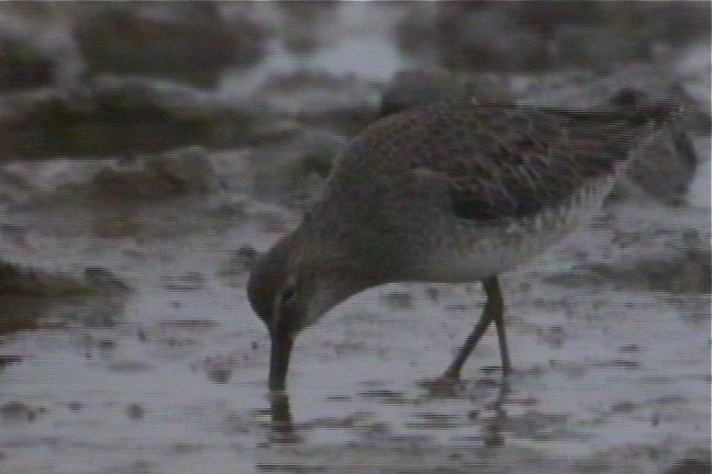 Dowitcher, Short-billed 10