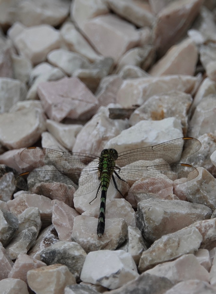 Dragonfly, Lamanai 4