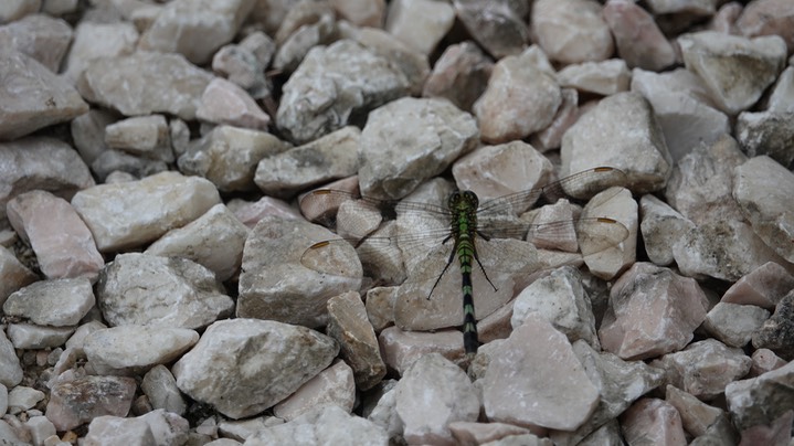 Dragonfly, Lamanai 5