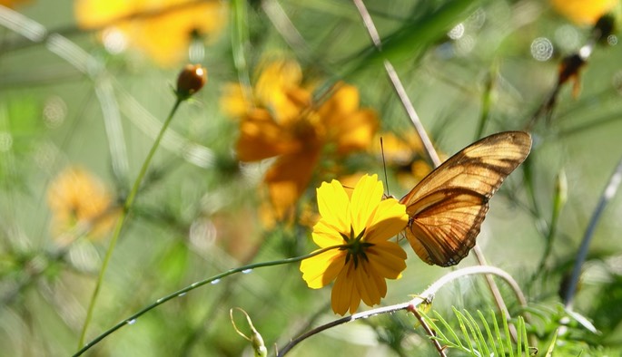 Dryas iulia, Julia Heliconian - Rancho Primavera, El Tuito, Jalisco, Mexico