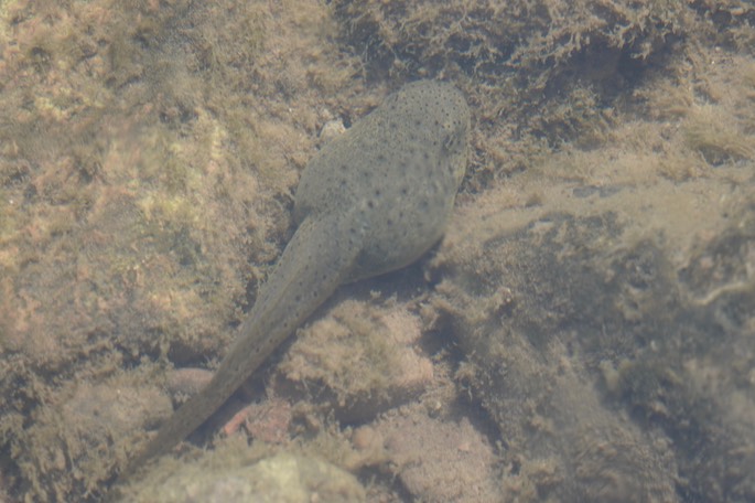 American Bullfrog 1