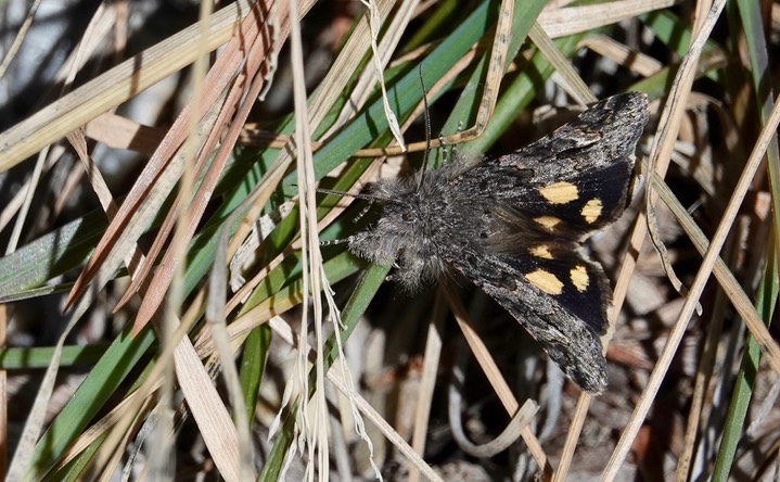 Litocala Moth - Litocala sexsignata