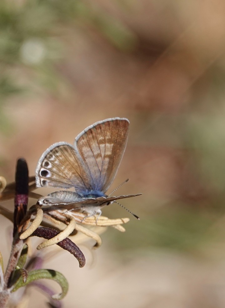 Marine Blue - Leptotes marina